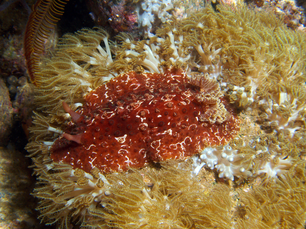 Carminodoris grandiflora